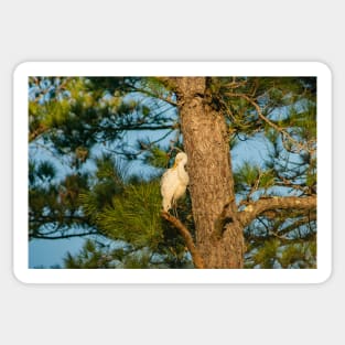 Wader Egret Sticker